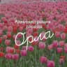 Администрация города Орла