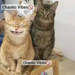 𝘾𝙝𝙖𝙤𝙩𝙞𝙘 𝙑𝙞𝙗𝙚𝙨💭 Profile