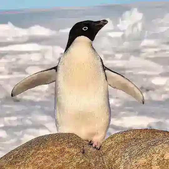 Пингвинов видел