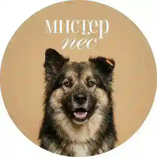 ТВОЯ СОБАКА ЗДЕСЬ. Группа пристроя и поиска финкураторов