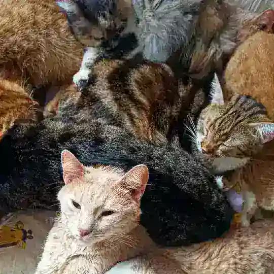 Притулок 99