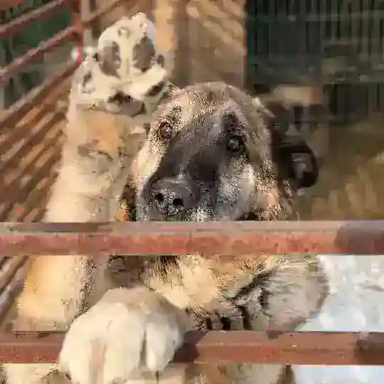 «Того», приют для животных