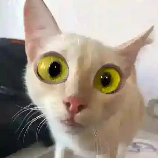 ПростоКопецк!🙀