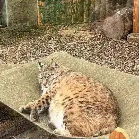 PurrSphere
