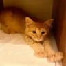 Пушистые бездомыши - berrycat.ru