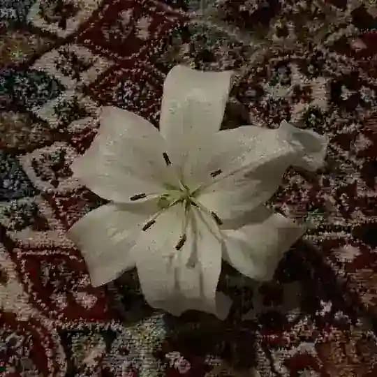 صور ستريك
