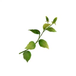 Sembang Sihat | Mazliana Mazlan Profile