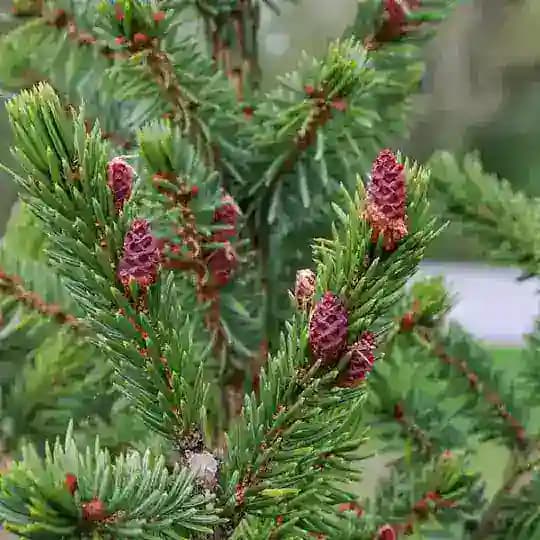 🎋 Природа Сербии
