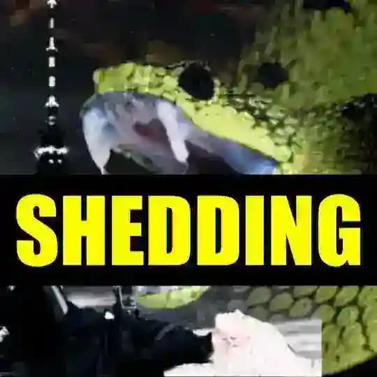 SHEDDING⚠️TOXIC SPIKES⚠️IMPFGERUCH⚠️5G