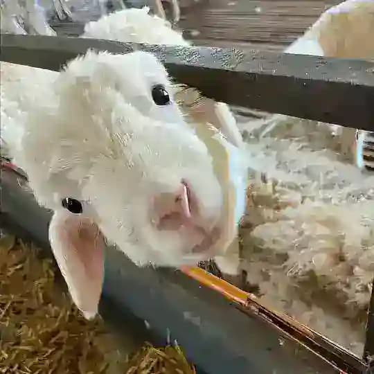 沈阳私欲