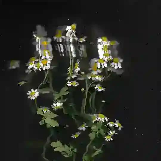 s i l e n c e [quartet] Profile