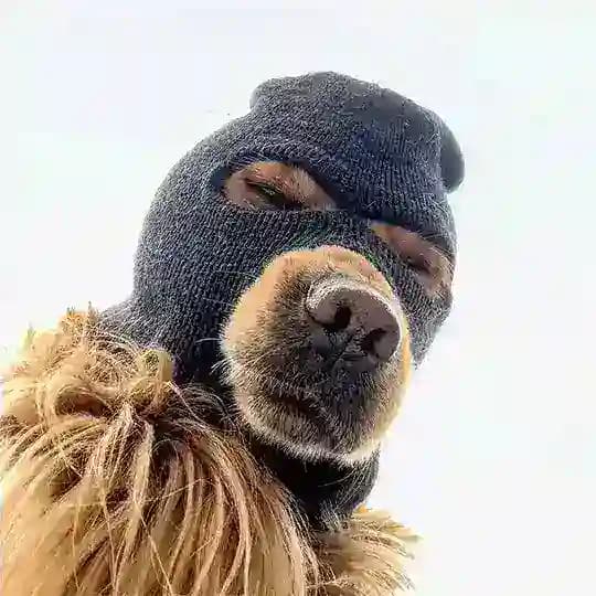 $SKI Mask Dog - CTO Portal