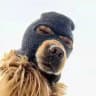 $SKI Mask Dog - CTO Portal