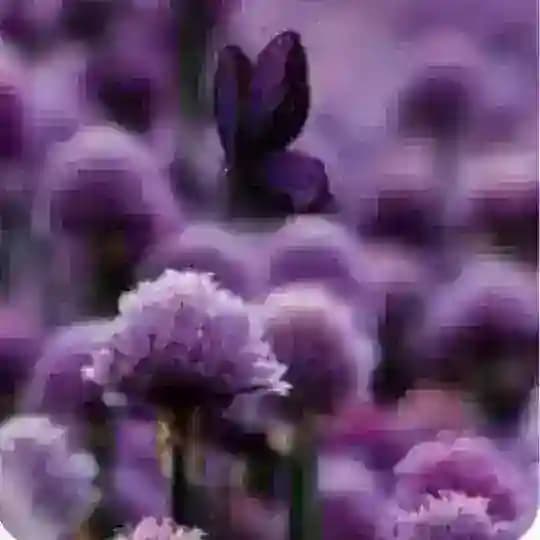 سکس حضوری💜💜
