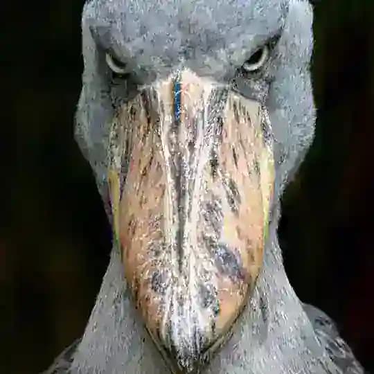 Байкальский баклан