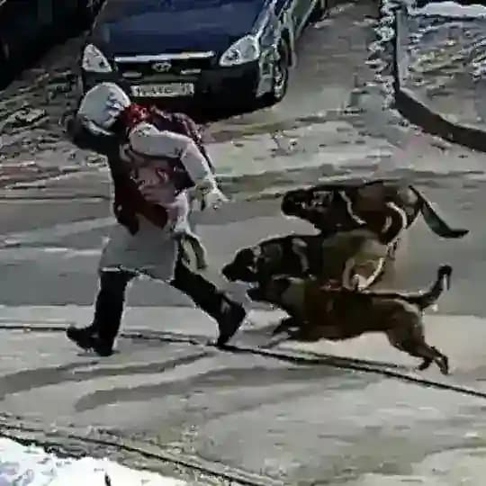 STOPDOG24