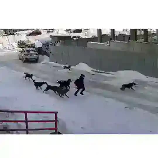 STOPDOG26