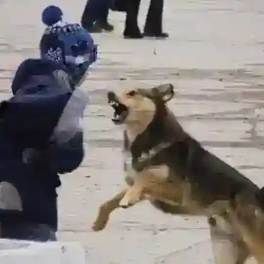 STOPDOG38