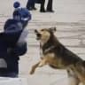 STOPDOG38