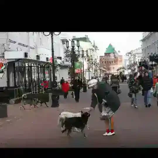 STOPDOG52