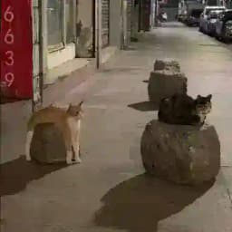 stubentiger 𐙚 Profile