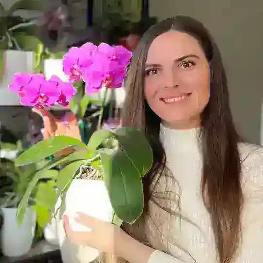Styleorchids