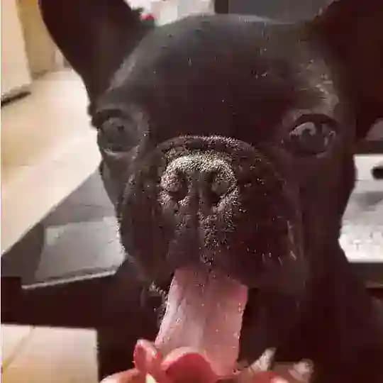 Сучкина мать