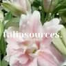 taliasources