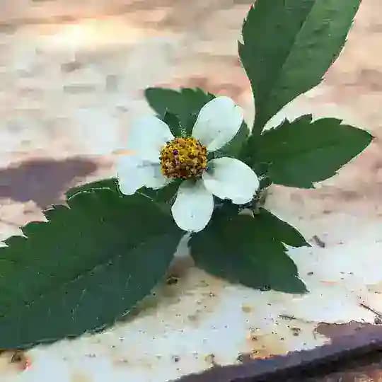 Mercy's Fight Profile