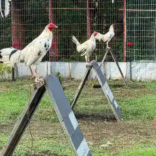 Thessalonica Farm