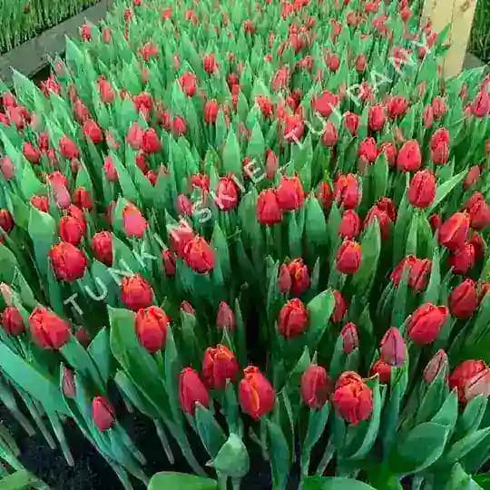 Тункинские тюльпаны 🌷 Улан-Удэ