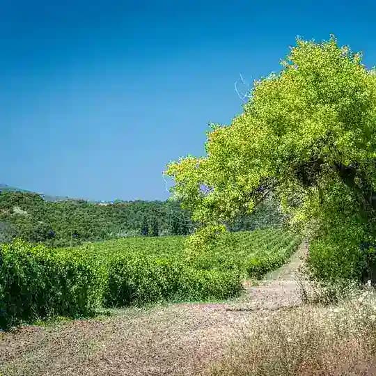 Винодельня Усадьба Маскага