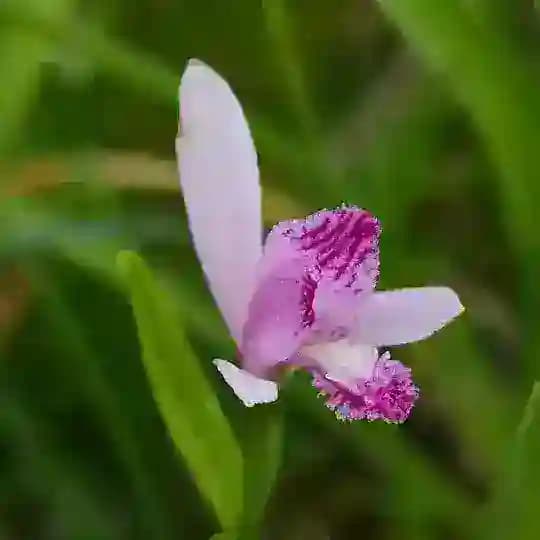 Wild flowers of Sakhalin and the Kuriles