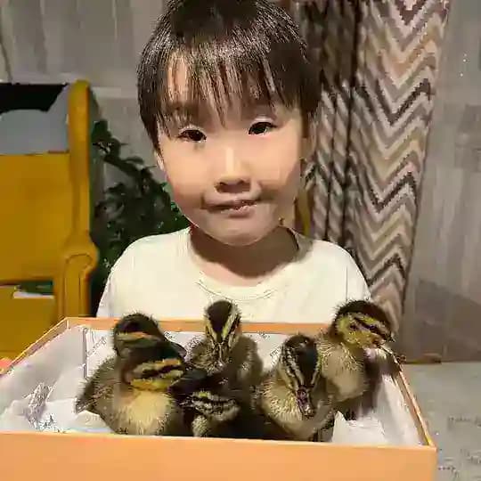 Мой дневник выведения и разведения домашних птиц🐣🐥🐧