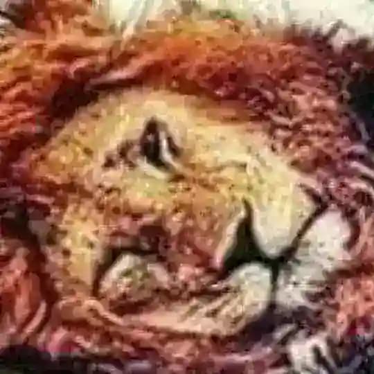 زينو محاميد Profile