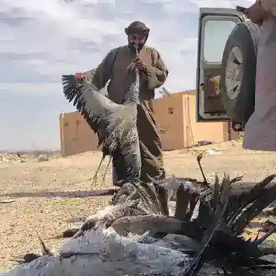 ابوفزاع الحماد