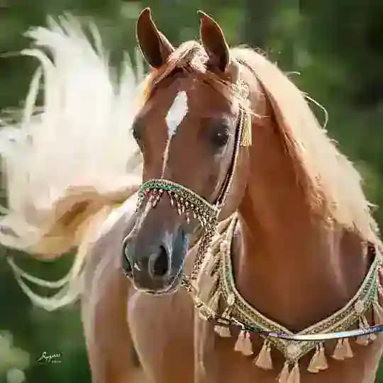 إبداع ✨