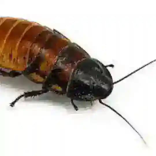 Король Absizee