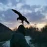 Птичьи откровения 🦅🦉