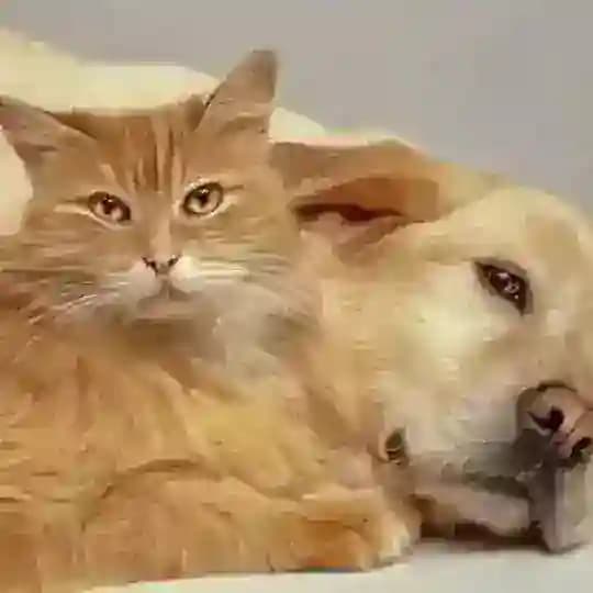 СМЕШНЫЕ ВИДЕО