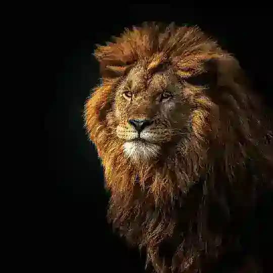 Altai Lion🦁