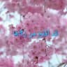 🌸تزكية النفوس🌸