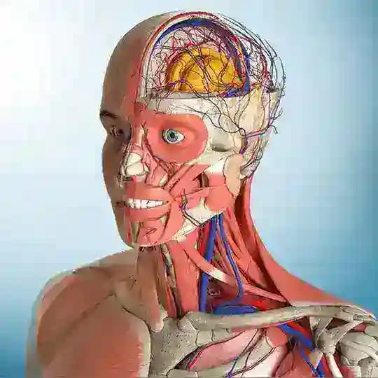 Anatomía Humana