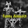 🙊 FUNNY ANIMALS™️ 🙈