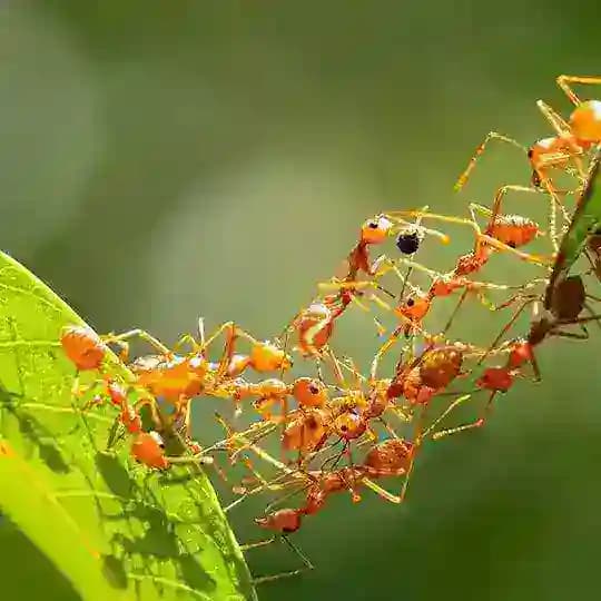 Ant Bank 螞蟻銀行
