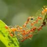 Ant Bank 螞蟻銀行