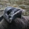 Anteater’s Amazon