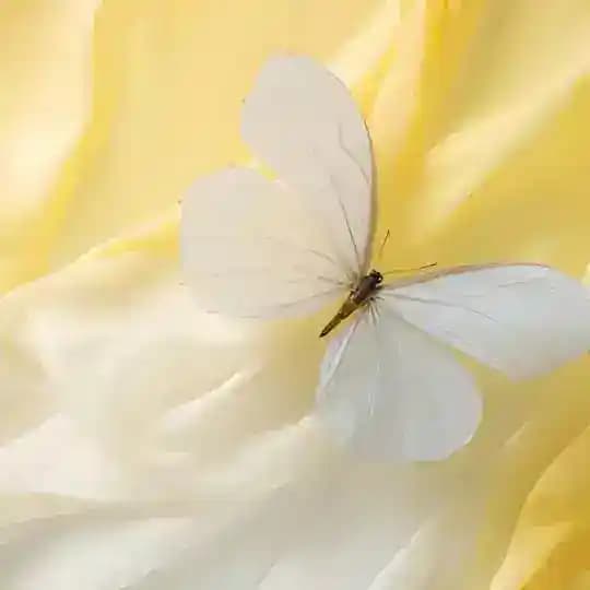 كانال روانشناسي آرامش درون🕊️