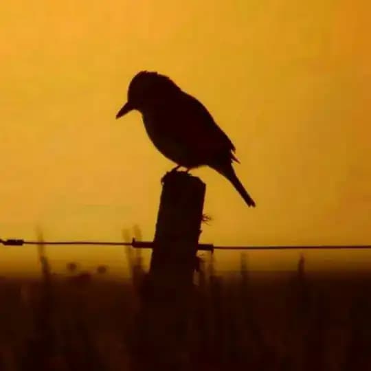 | حادي الرَّكب | غَزّة