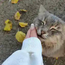 Asᥱᥒᥲsɦ᧐🤍 Profile